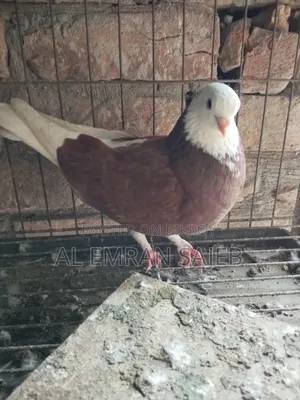 Red Gorra Pigeon