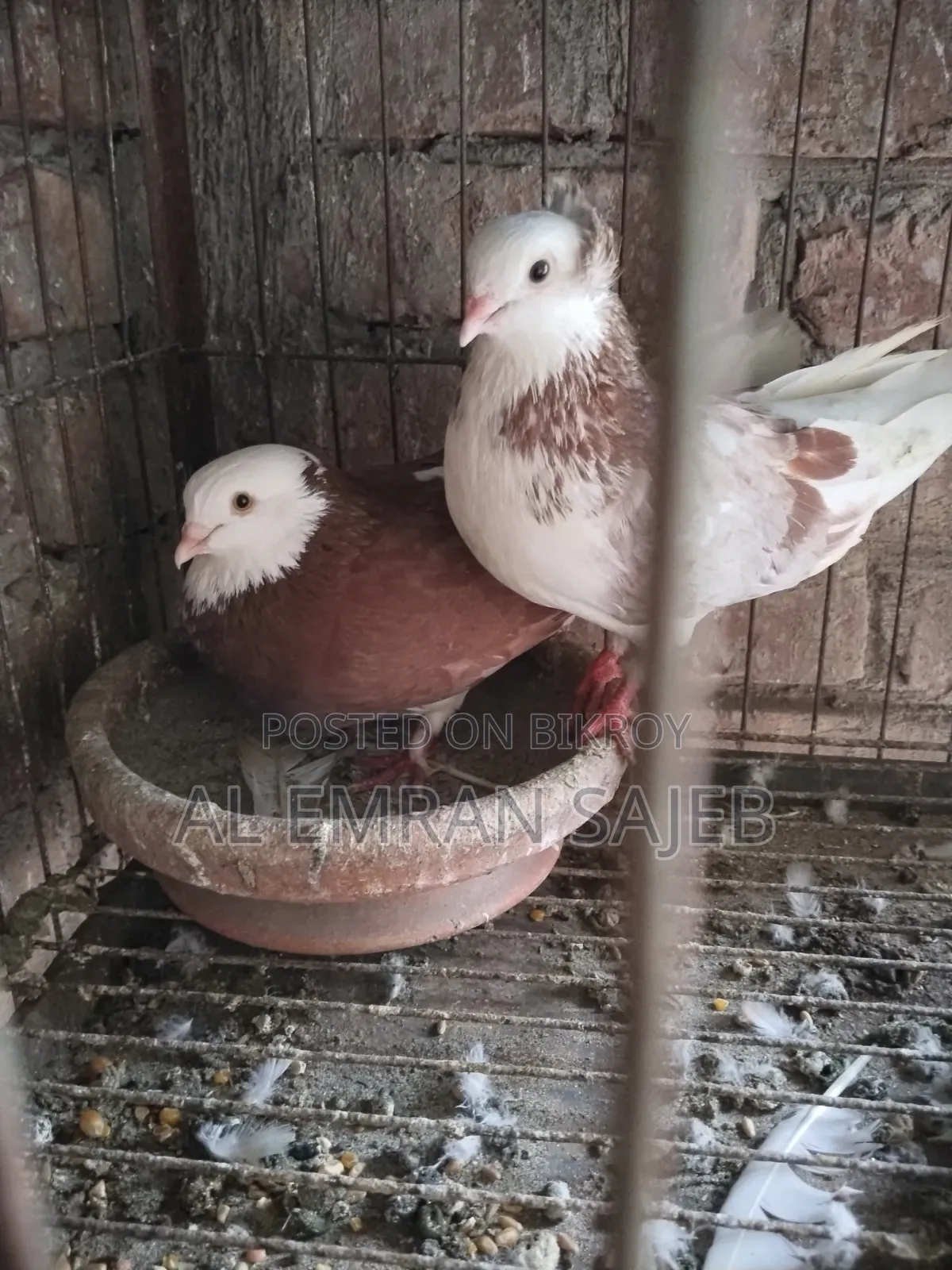 Red Gorra Pigeon