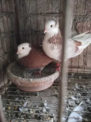 Red Gorra Pigeon