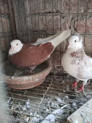 Red Gorra Pigeon