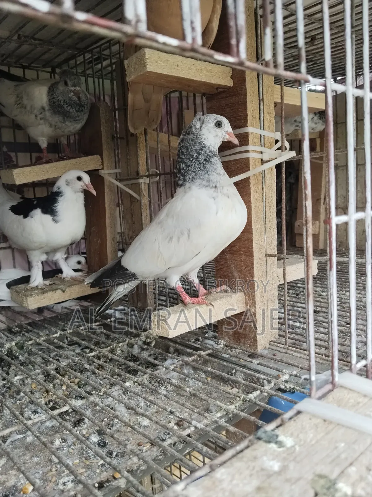 Gola Kosha Pigeon