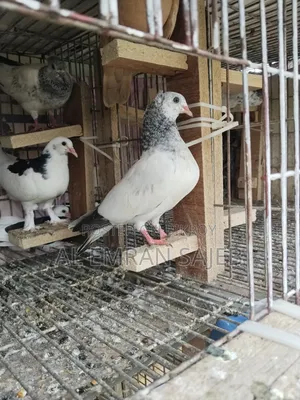Gola Kosha Pigeon