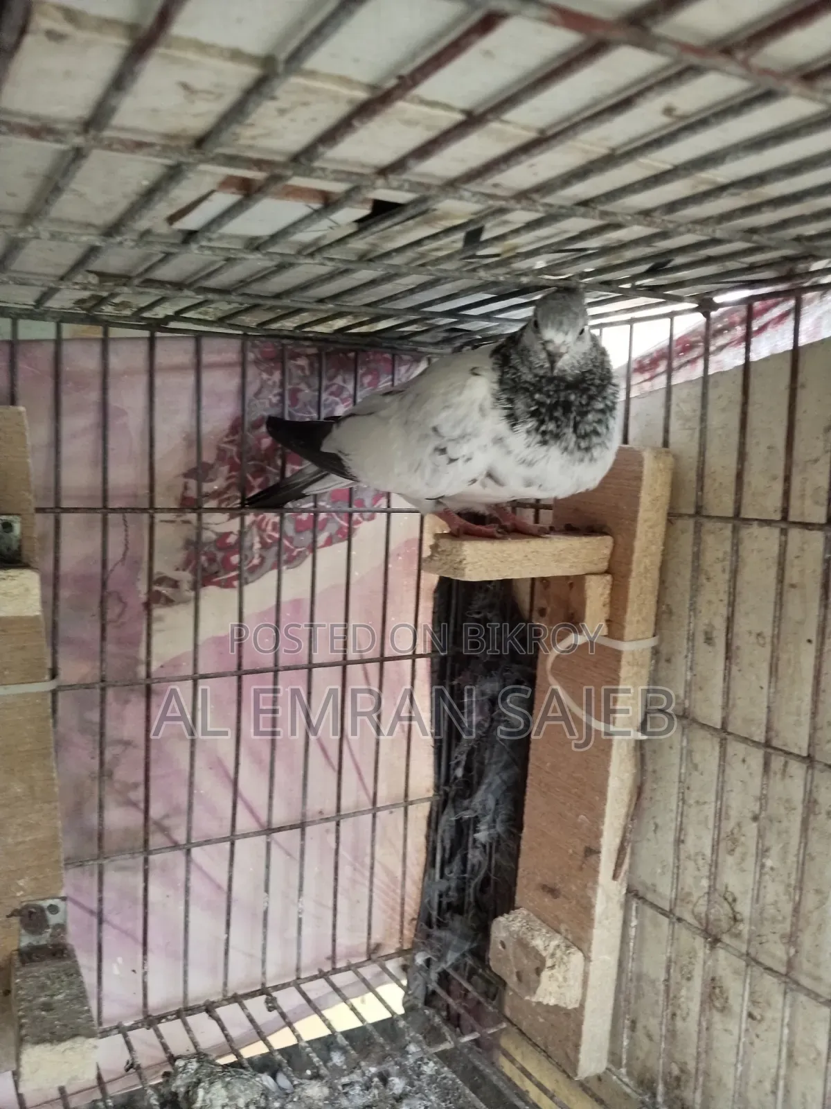 Gola Kosha Pigeon