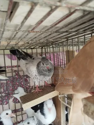 Gola Kosha Pigeon