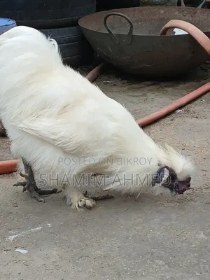 ইউরোপিয়ান সিল্কি মোরগ