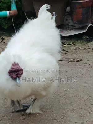 ইউরোপিয়ান সিল্কি মোরগ
