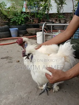 ইউরোপিয়ান সিল্কি মোরগ
