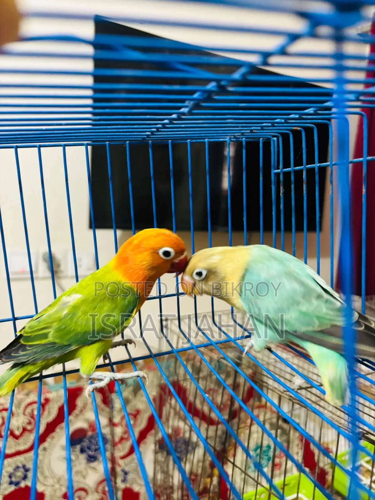 Lovebird Pair