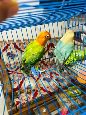 Lovebird Pair
