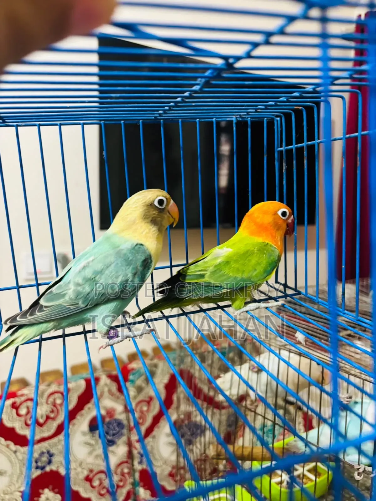 Lovebird Pair