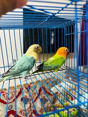 Lovebird Pair