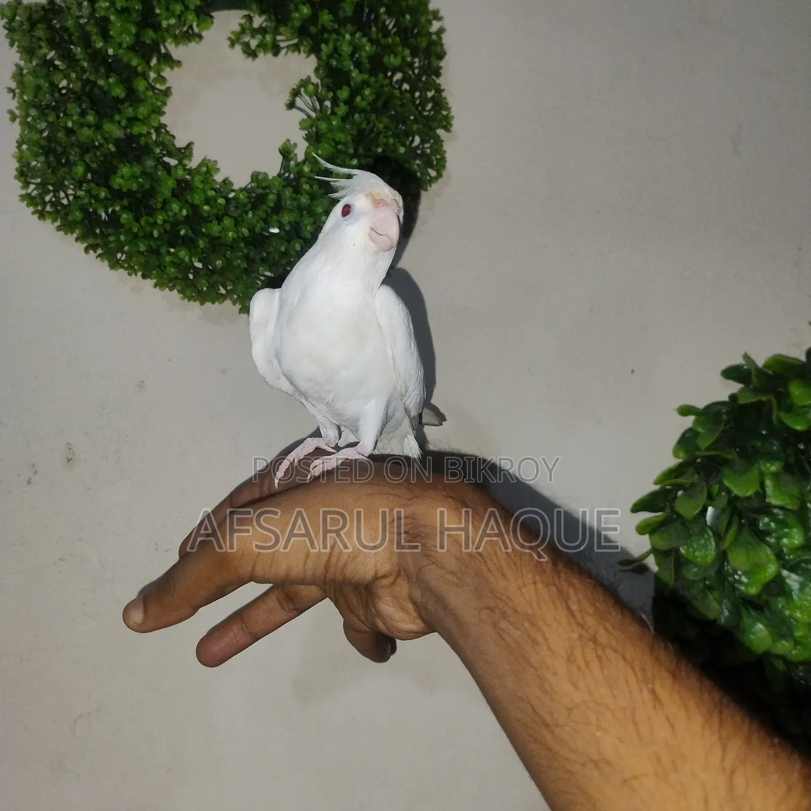 Albino Cockatiel