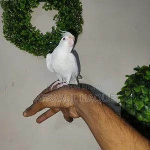Albino Cockatiel