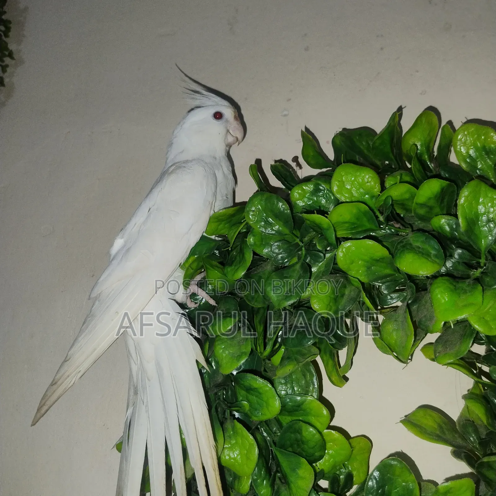 Albino Cockatiel