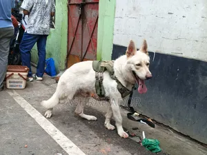1+ Year Male Purebred German Shepherd
