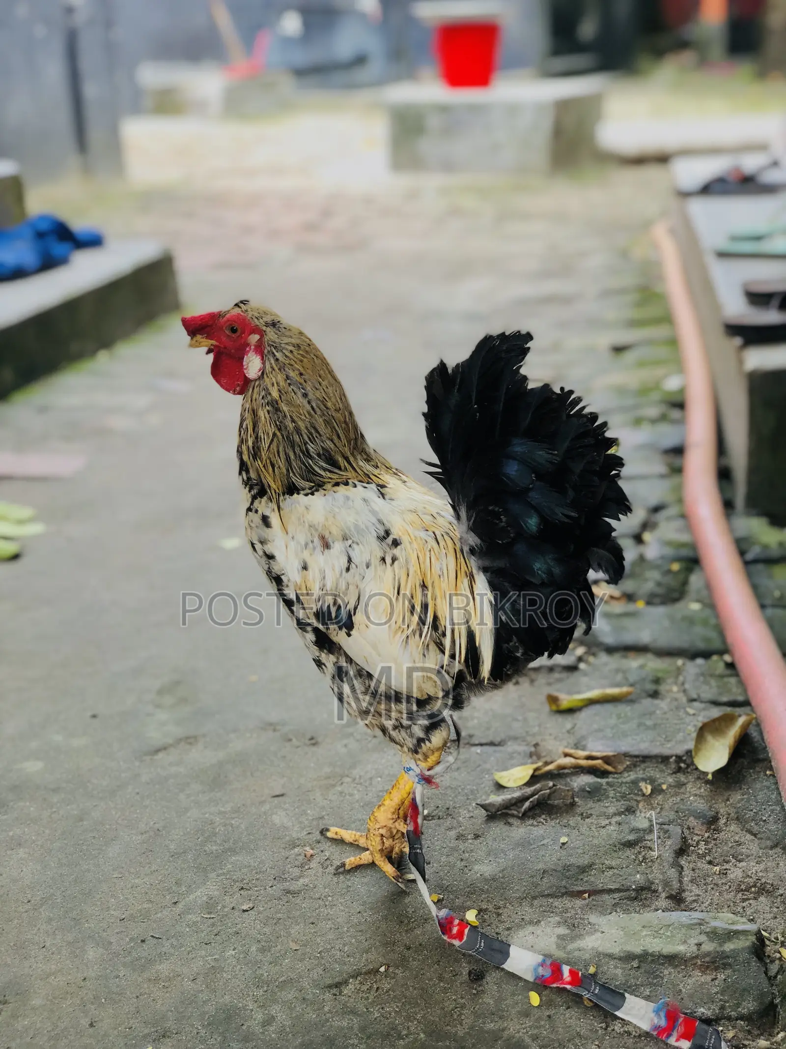 Crested Native Rooster for Sale