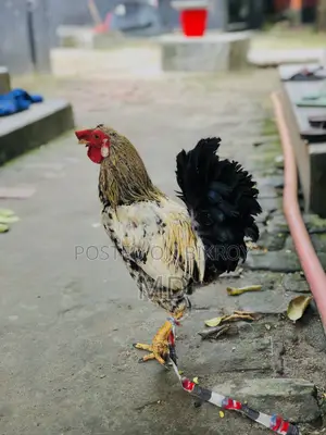 Crested Native Rooster for Sale