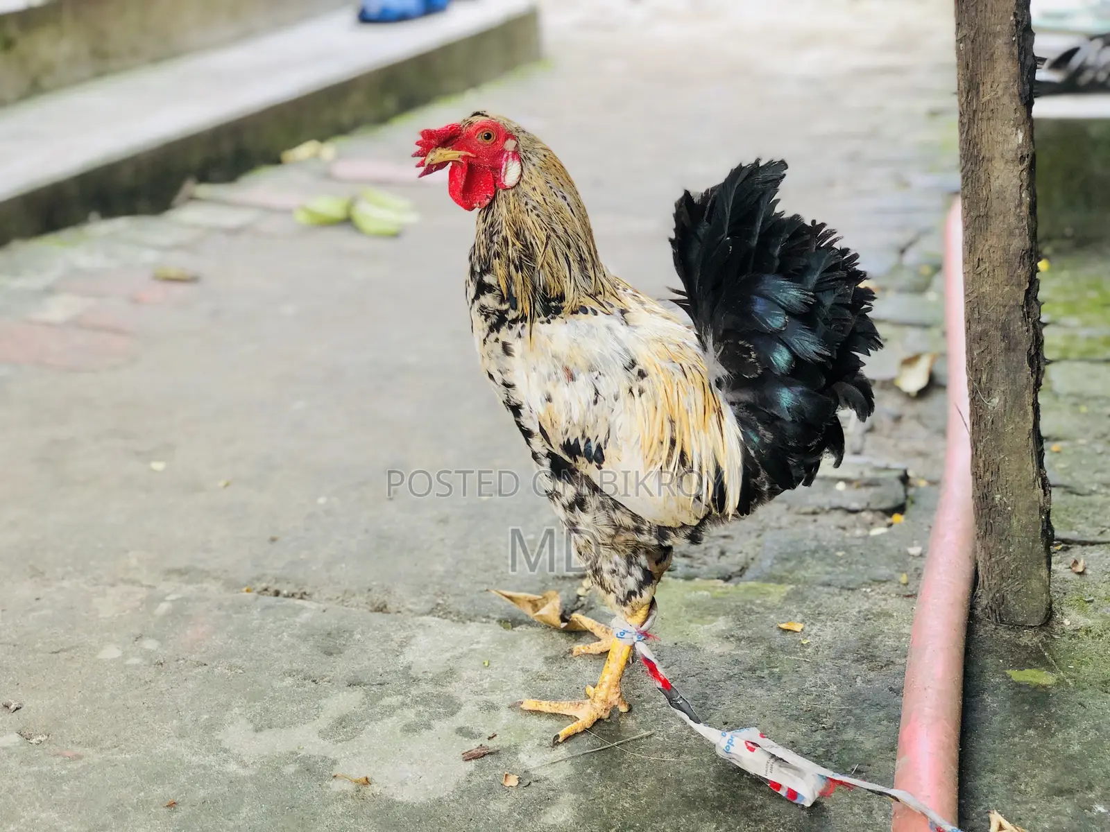 Crested Native Rooster for Sale