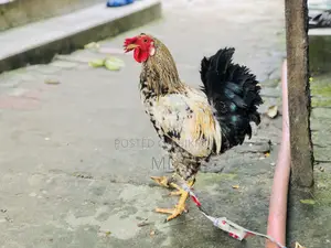 Crested Native Rooster for Sale