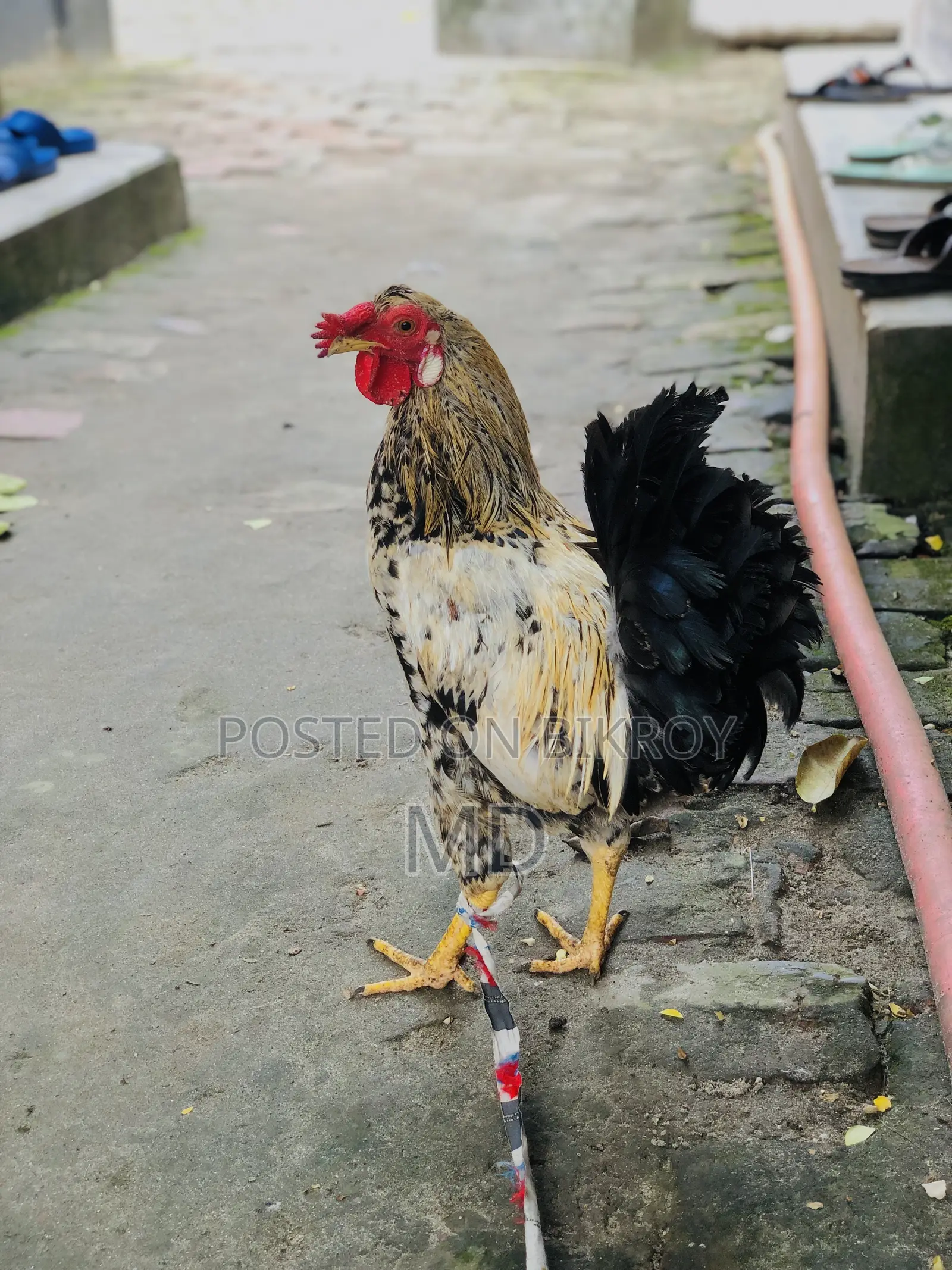 Crested Native Rooster for Sale