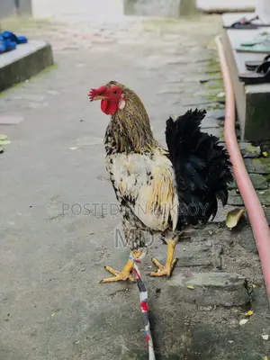 Crested Native Rooster for Sale