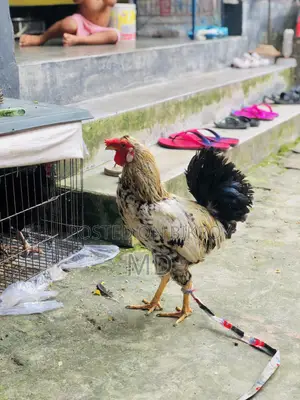 Crested Native Rooster for Sale