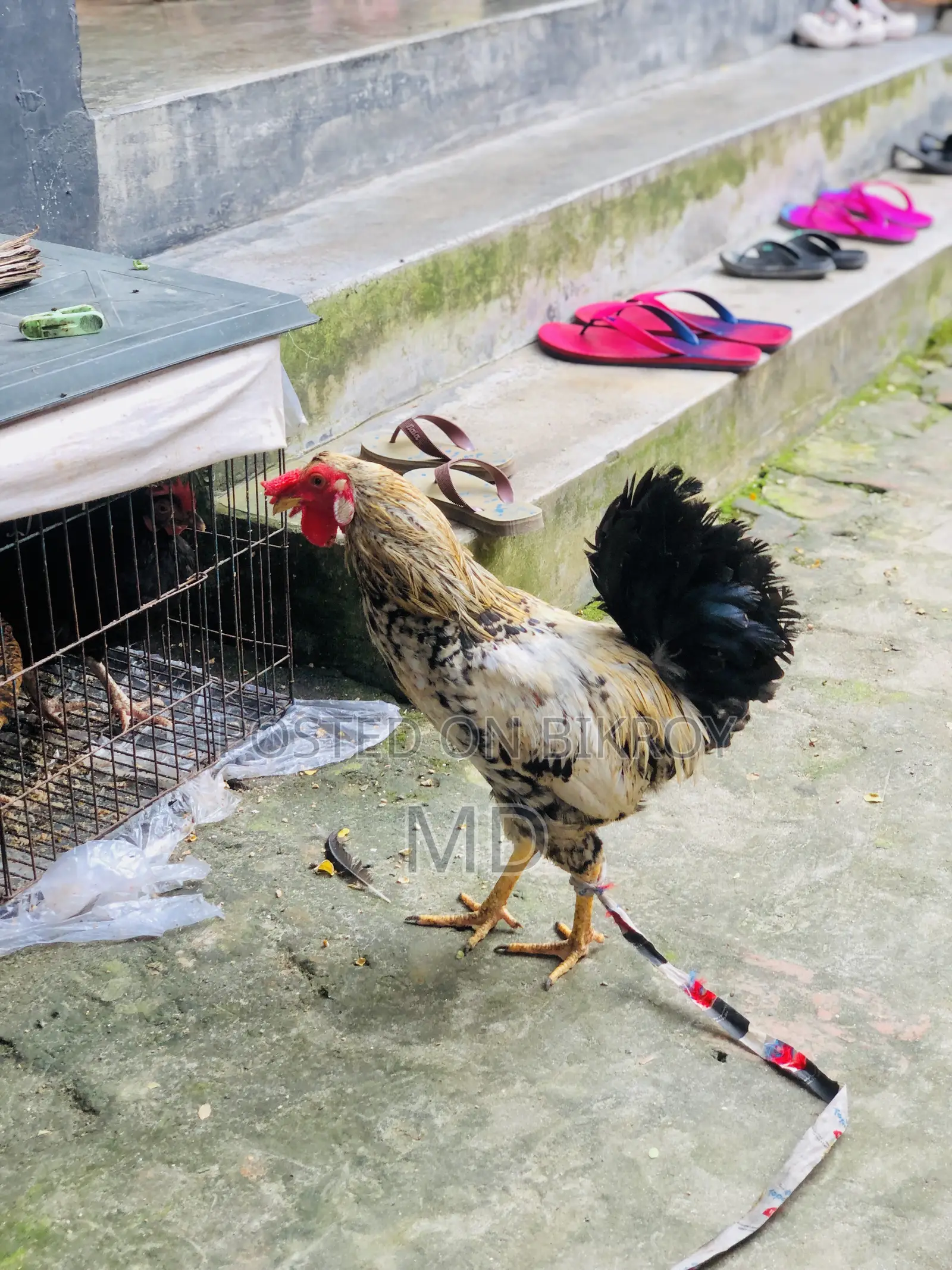 Crested Native Rooster for Sale