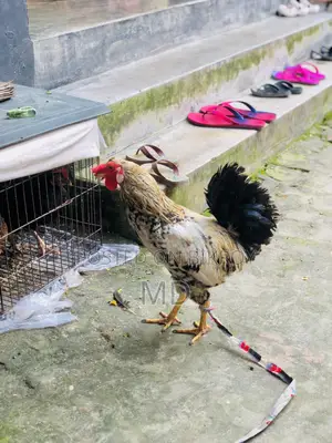 Crested Native Rooster for Sale