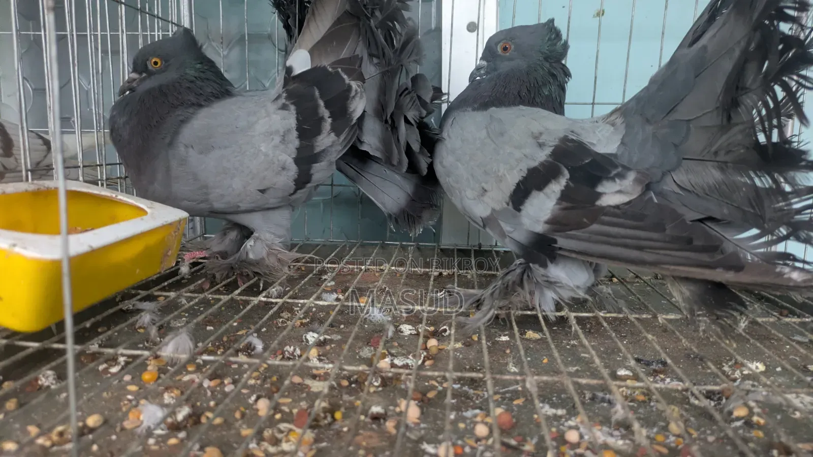 Lokkha Pigeon Mayurpankhi Lokkha Pigeon 2 Pairs