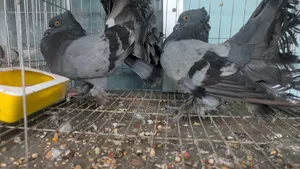 Lokkha Pigeon Mayurpankhi Lokkha Pigeon 2 Pairs