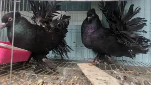 Lokkha Pigeon Mayurpankhi Lokkha Pigeon 2 Pairs