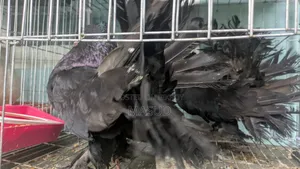 Lokkha Pigeon Mayurpankhi Lokkha Pigeon 2 Pairs
