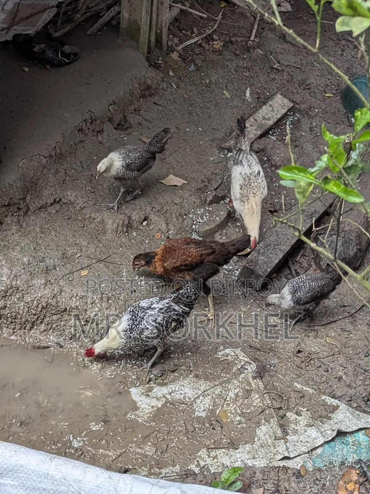 ৫টি ফাওমি মুরগি বিক্রি হবে