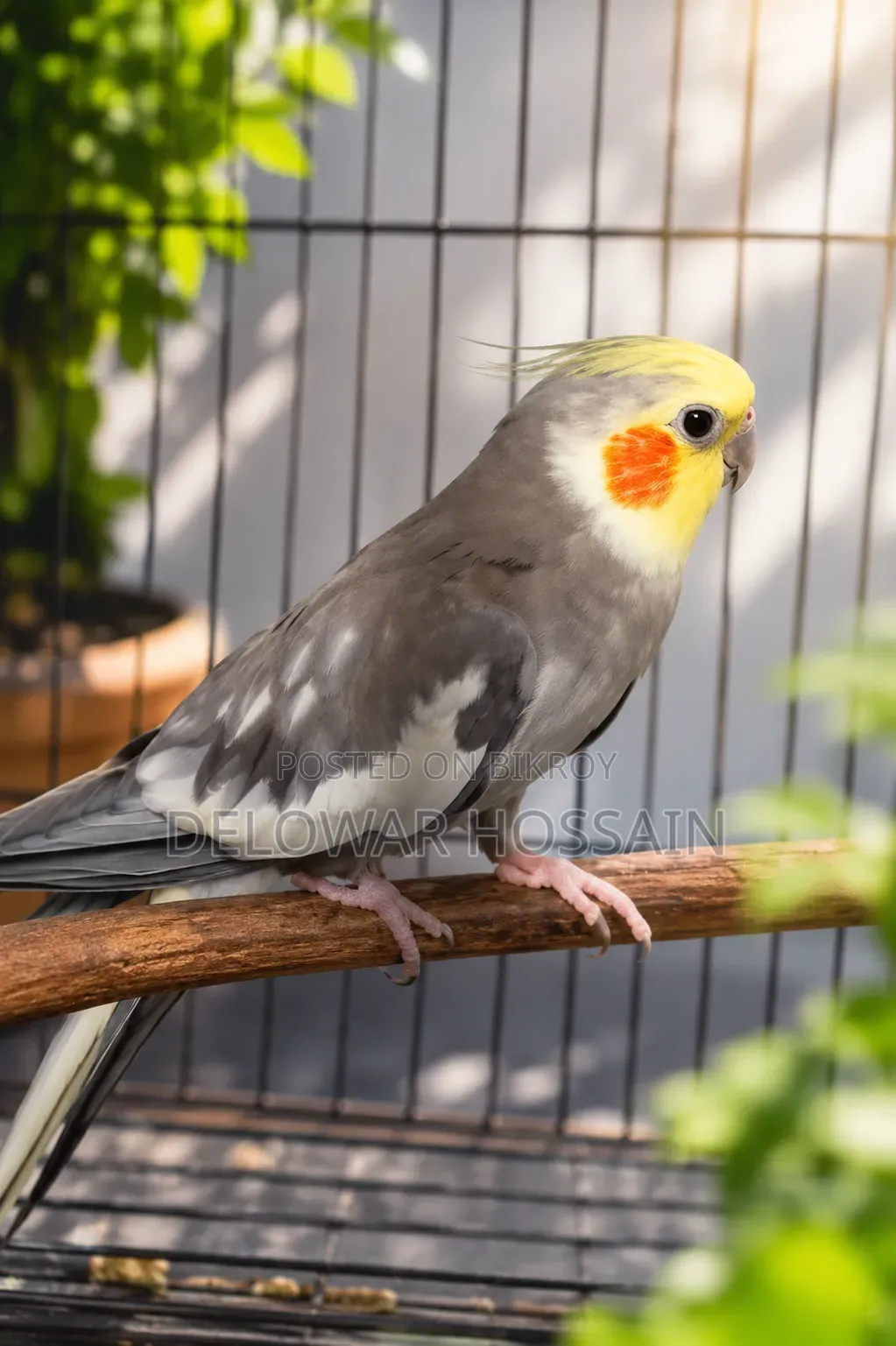 Cockatiel Male Bird