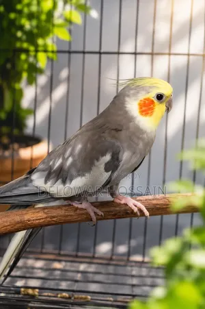 Cockatiel Male Bird