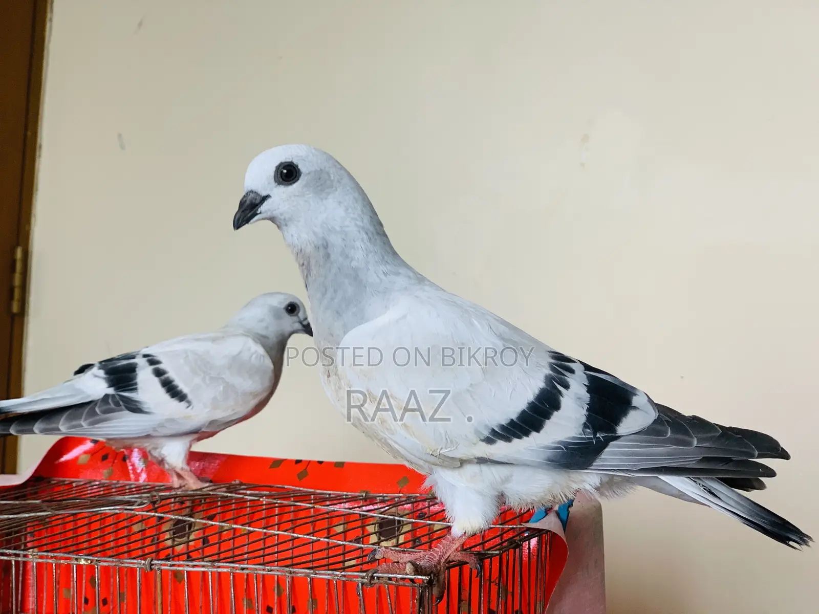 আইসবার দামাচিন কবুতর