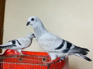 আইসবার দামাচিন কবুতর