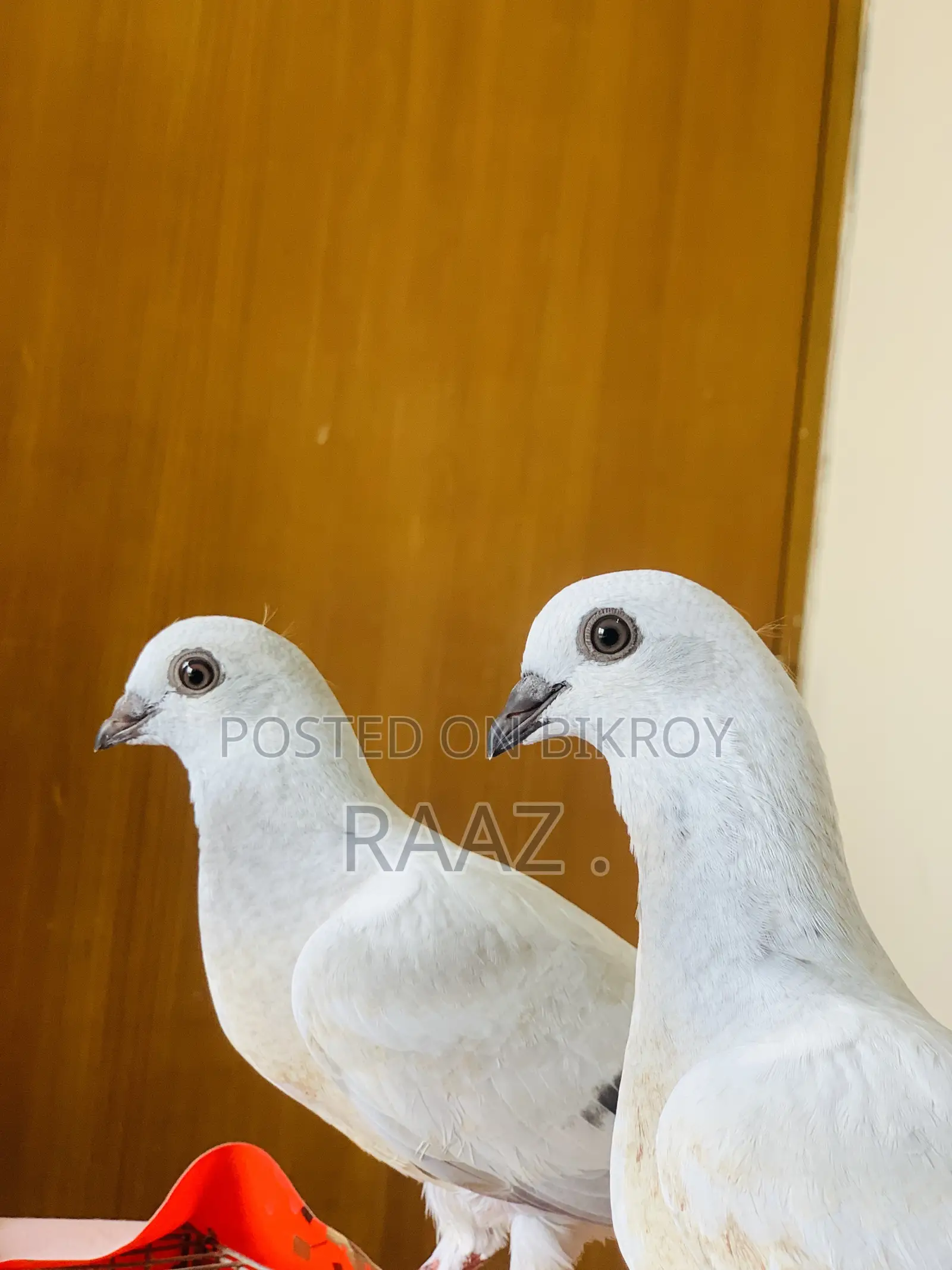 আইসবার দামাচিন কবুতর
