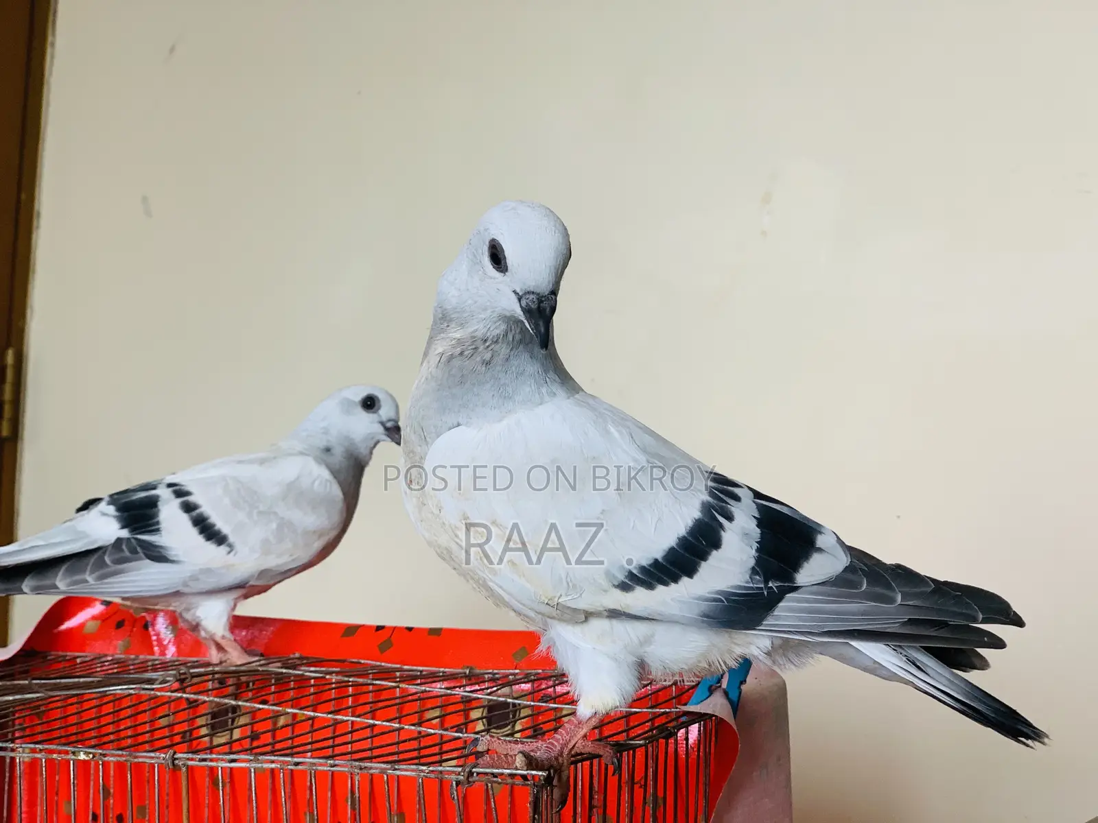 আইসবার দামাচিন কবুতর