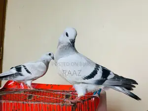 আইসবার দামাচিন কবুতর