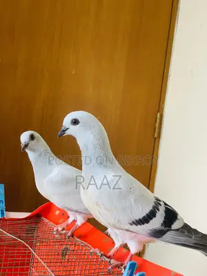 আইসবার দামাচিন কবুতর