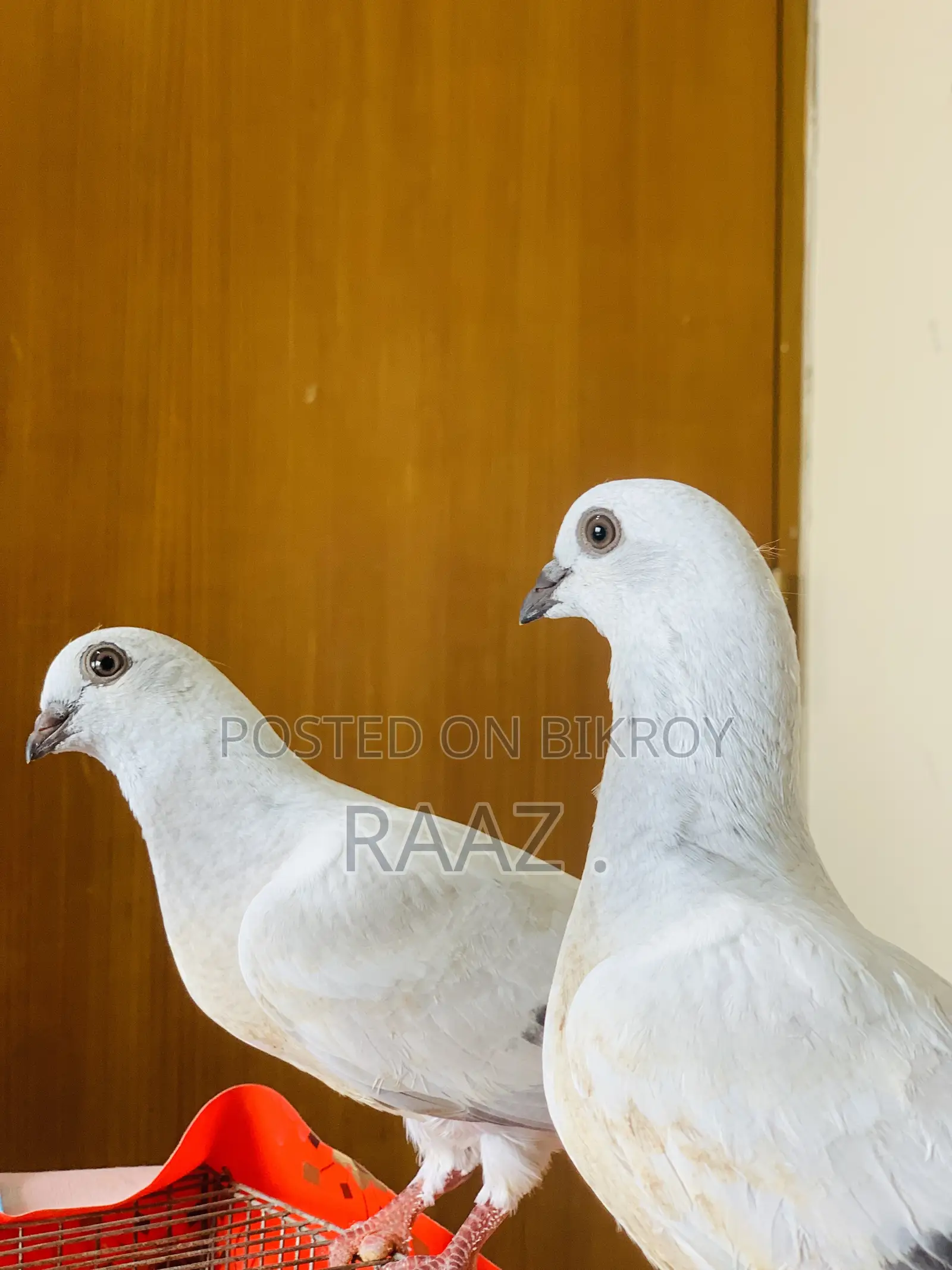 আইসবার দামাচিন কবুতর