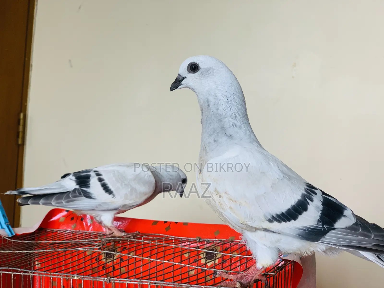 আইসবার দামাচিন কবুতর
