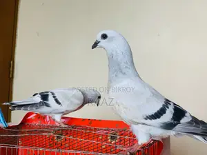 আইসবার দামাচিন কবুতর
