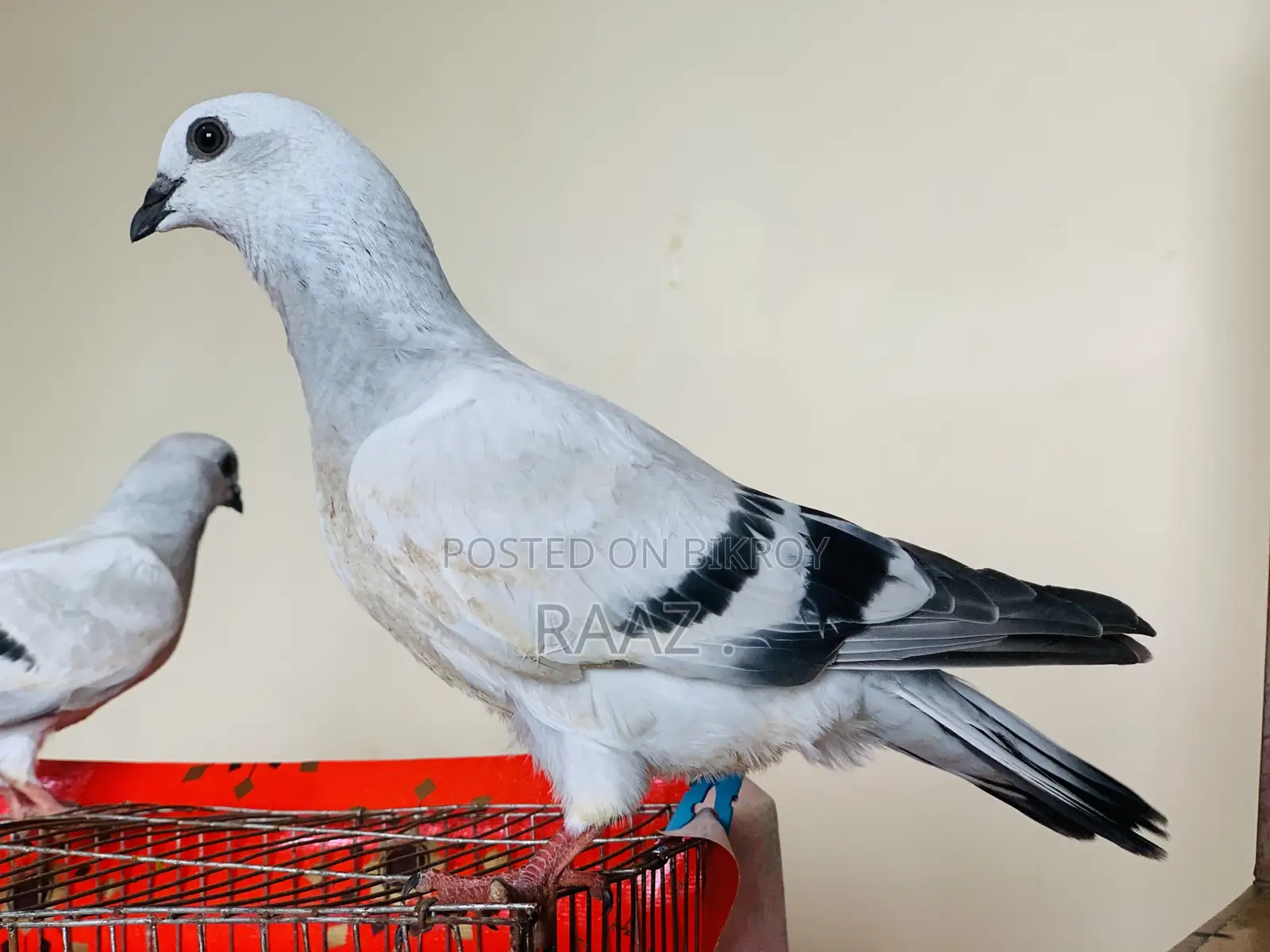 আইসবার দামাচিন কবুতর