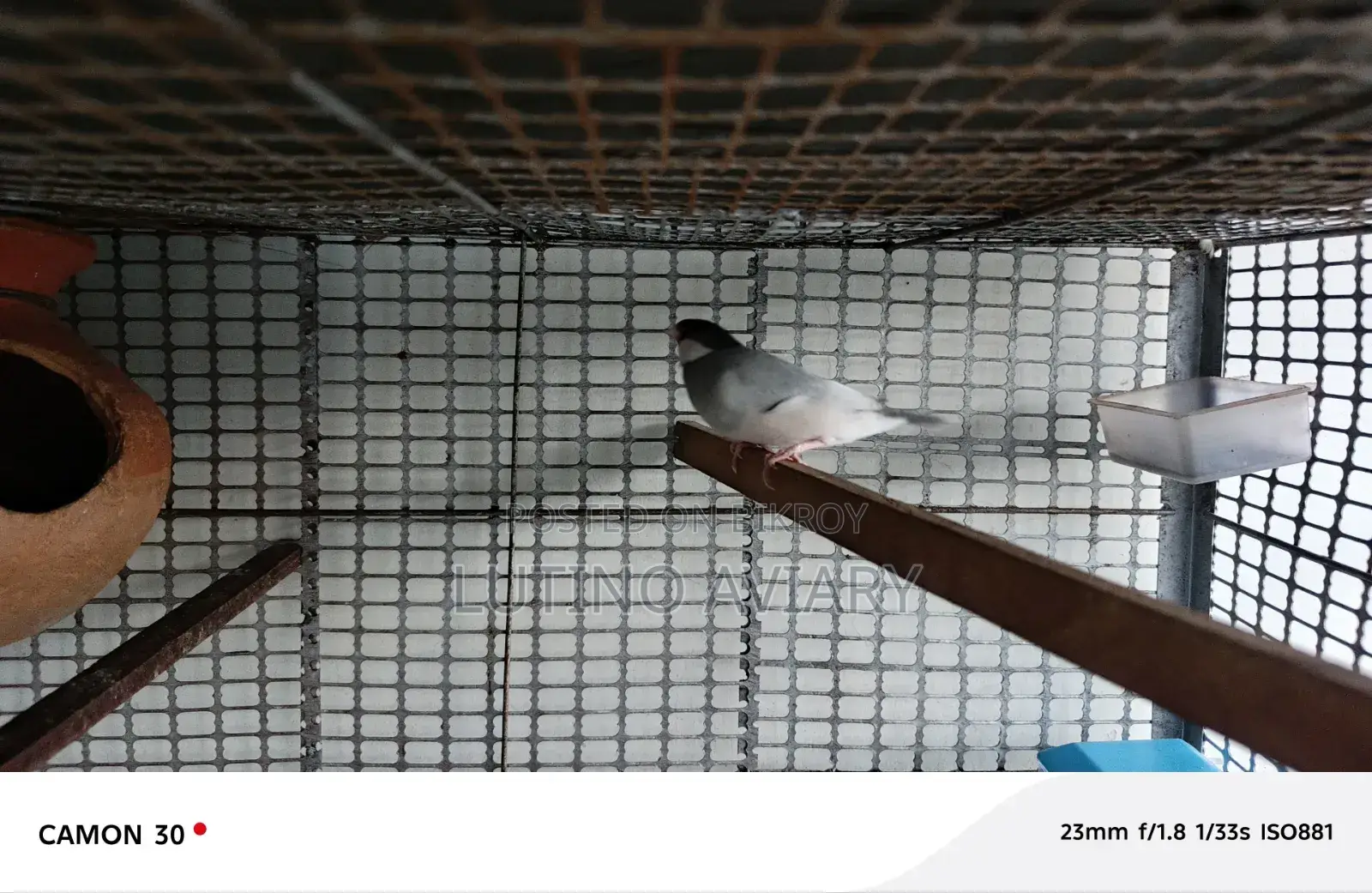 Java Finch (Master Pair)