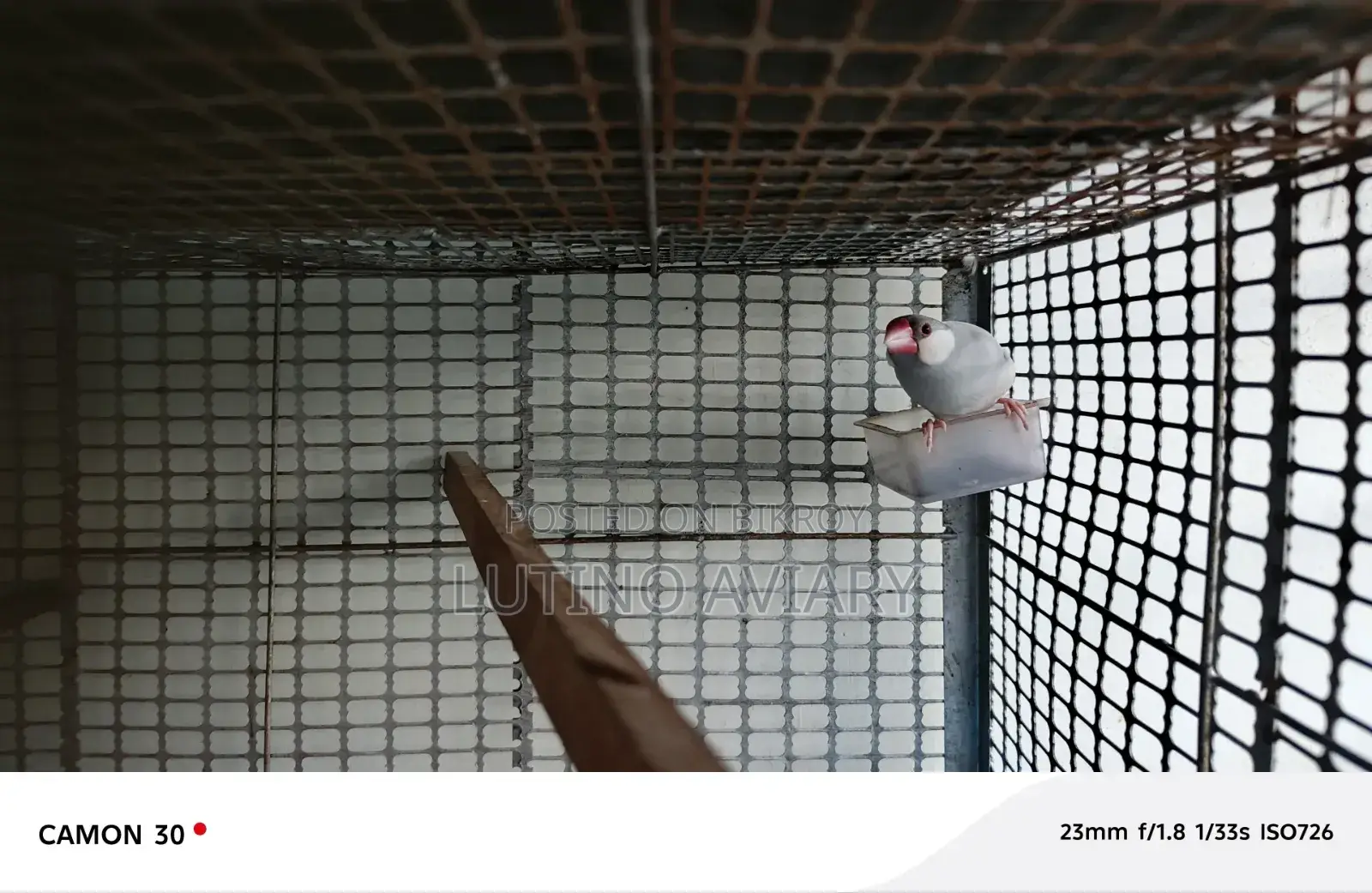 Java Finch (Master Pair)