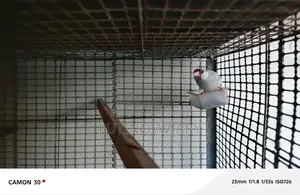 Java Finch (Master Pair)