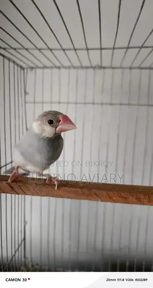 Java Finch (Master Pair)