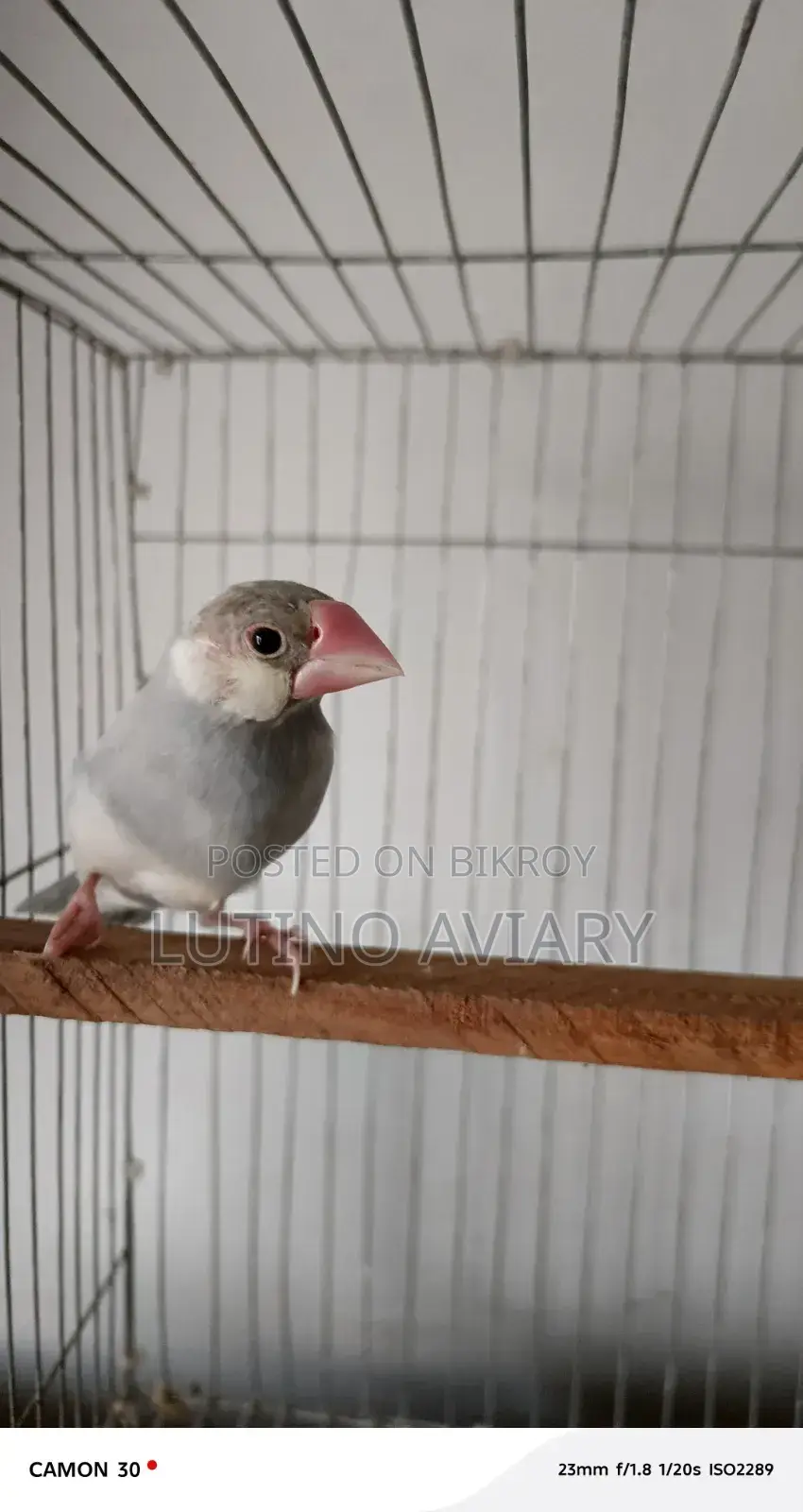Java Finch (Master Pair)
